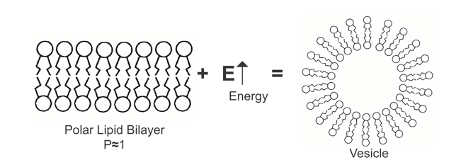 QuSome Figure1