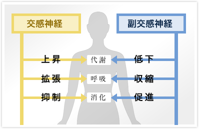 自律神経と肌の関係